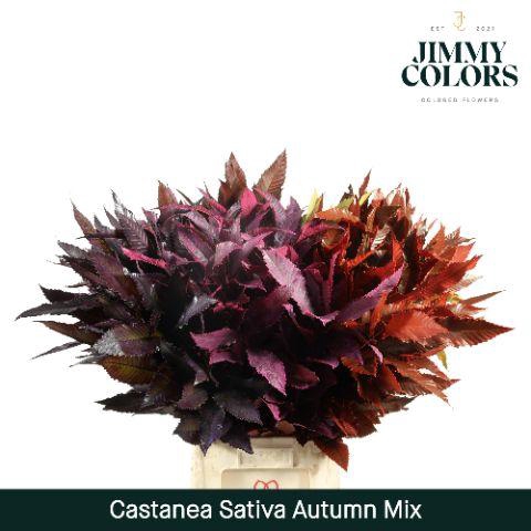 <h4>Castanea sativa L80 Autumn mix</h4>