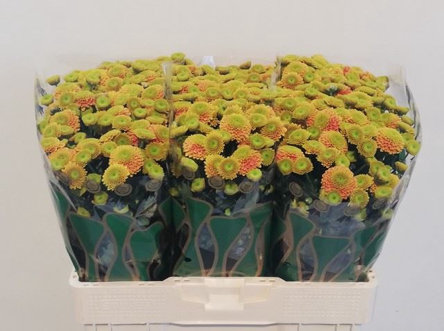 CHRYSANTHEMUM SA 'JEANNY ORANGE'