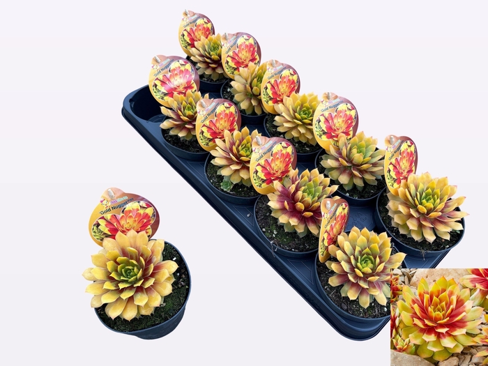 <h4>SEMP CC GOLD NUGGET</h4>