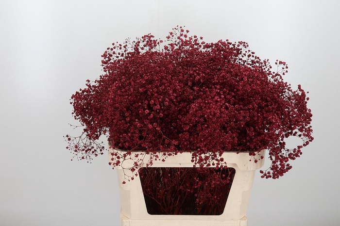 <h4>Gyps Kl Bh Bordeaux</h4>