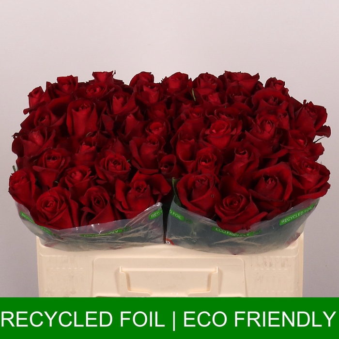 <h4>R GR EVER RED</h4>