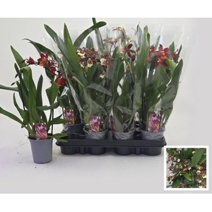 ORCHIDEEEN GEM