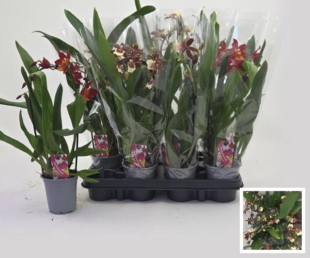 <h4>ORCHIDEEEN GEM</h4>