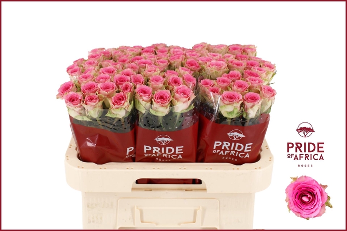 <h4>R GR TIMES SQUARE@</h4>