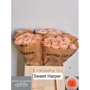 R GR SWEET HARPER!