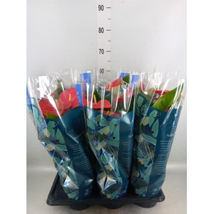 Anthurium andr. 'Karma Red'