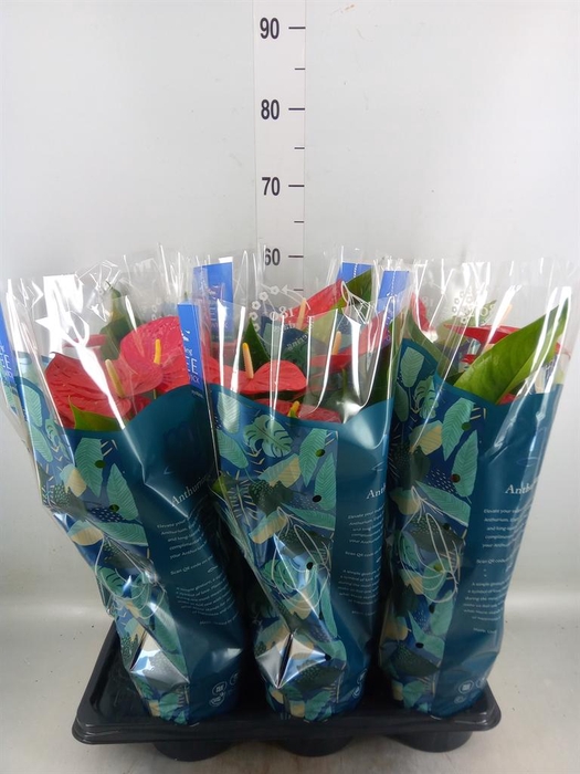 <h4>Anthurium andr. 'Karma Red'</h4>