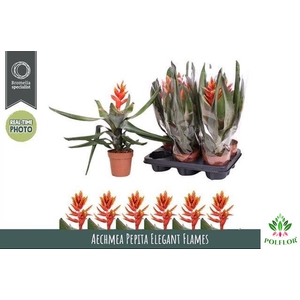 Aechmea Pepita Elegant Flames 12Ø 40cm