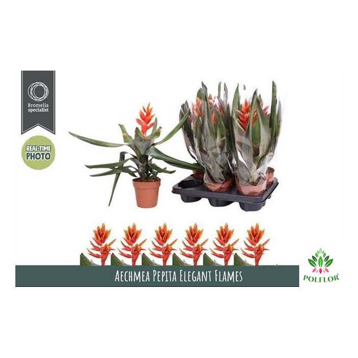 <h4>Aechmea Pepita Elegant Flames 12Ø 40cm</h4>