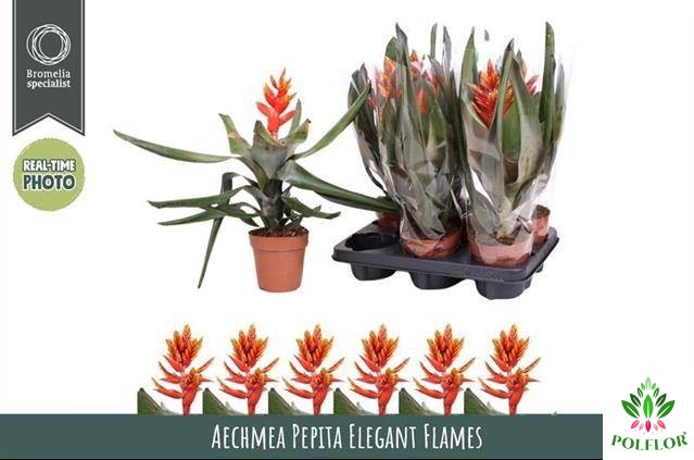 Aechmea Pepita Elegant Flames 12Ø 40cm