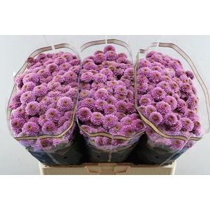 Chr San Doria Dark Pink