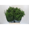 Asparagus Umbellatus