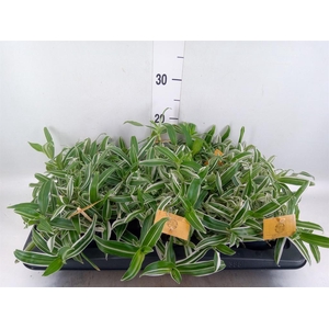 Murdannia loriformis 'Bright Star'