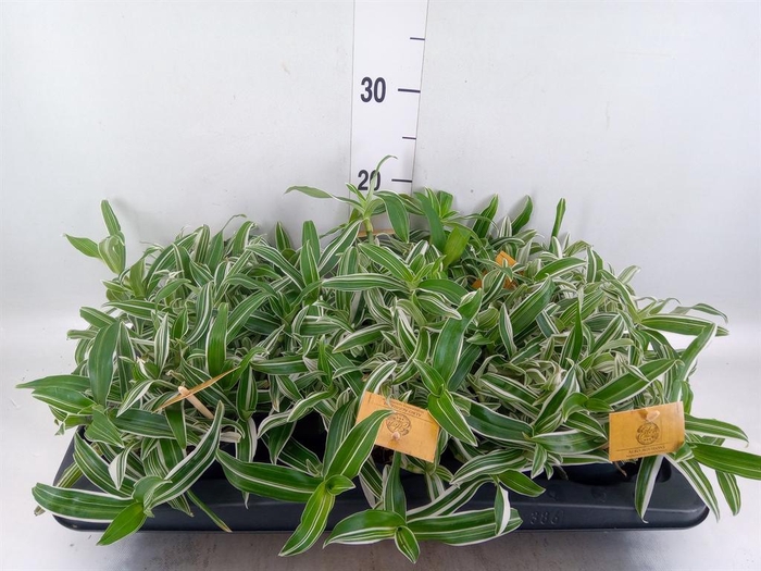 <h4>Murdannia loriformis 'Bright Star'</h4>