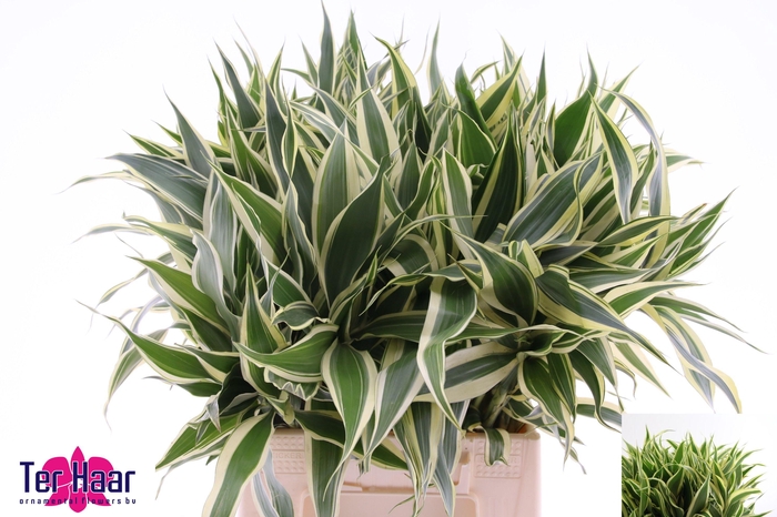 <h4>DRAC SANDERIANA</h4>