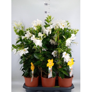 Mandevilla sand. 'SumStar White'
