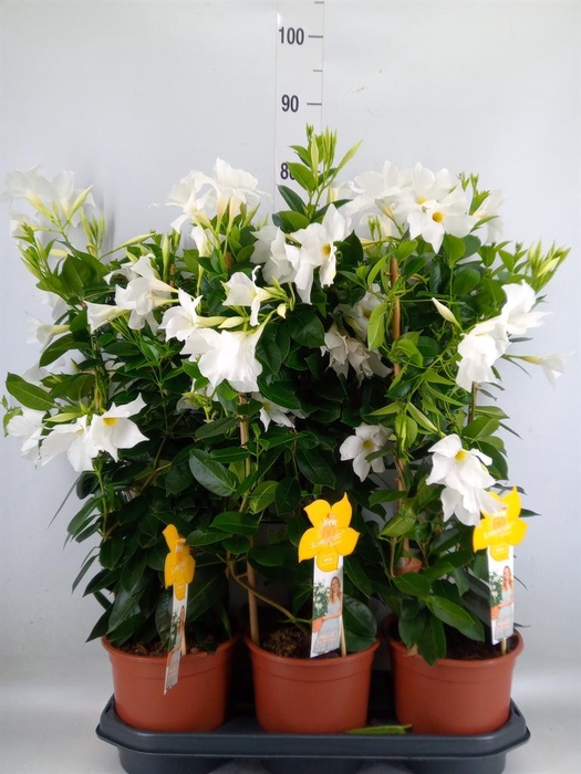 <h4>Mandevilla sand. 'SumStar White'</h4>