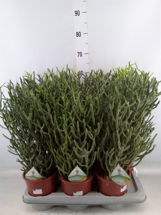 <h4>Euphorbia tirucalli</h4>