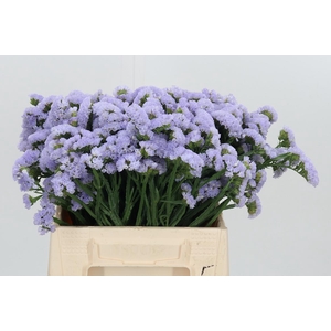 Limonium Donau Birds