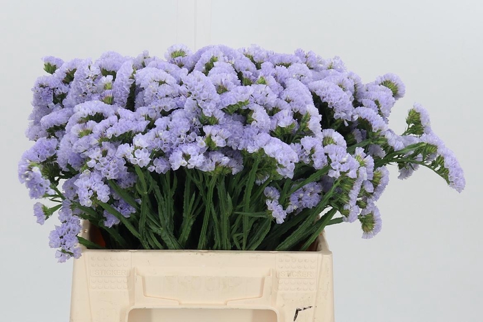 <h4>Limonium Donau Birds</h4>