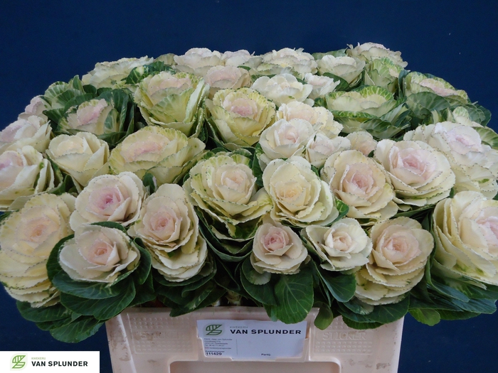 <h4>BRASS WHITE CRANE</h4>