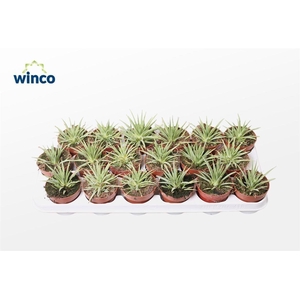 Agave Toumayena Bella