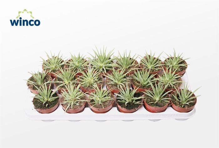 Agave Toumayena Bella