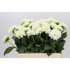 Dahlia Snow Cap