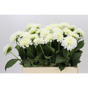Dahlia Snow Cap