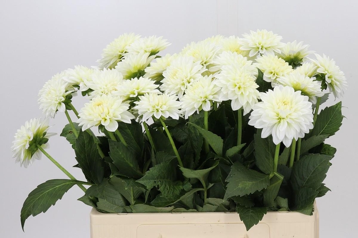 <h4>Dahlia Snow Cap</h4>