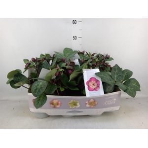 Helleborus  'Fkiss Vibey Velve'