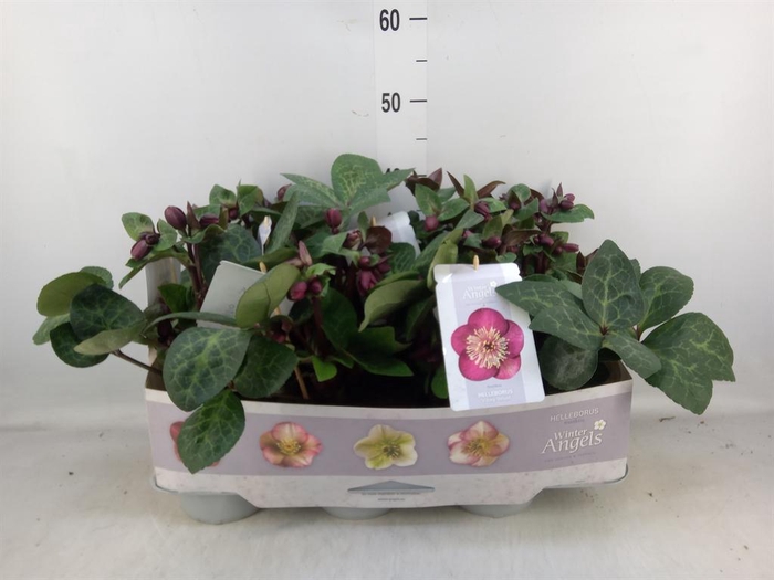 <h4>Helleborus 'Fkiss Vibey Velve'</h4>