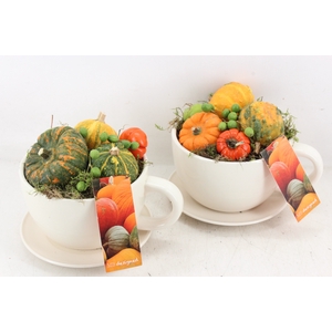 arr4 Sierfruit MB - Kop en schotel