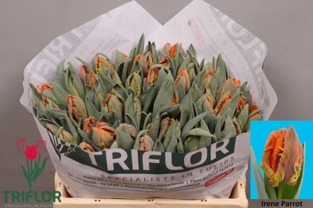 <h4>TU PA IRENE PARROT</h4>