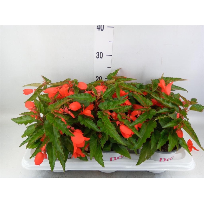 <h4>Begonia boliv. 'Encanto Orange'</h4>