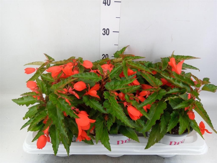 Begonia boliv. 'Encanto Orange'