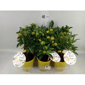 Citrofortunella mic.