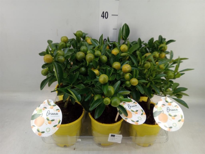 <h4>Citrofortunella mic.</h4>