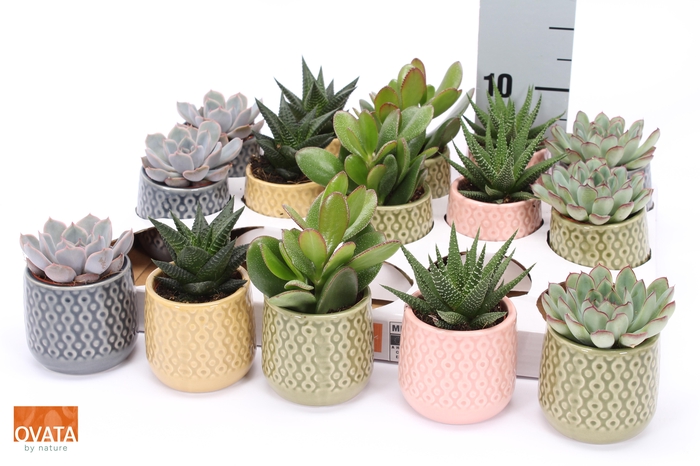 <h4>SUCC GEM 5 SRT</h4>