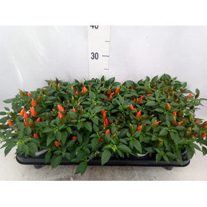 Capsicum annuum 'Favorit Orange'