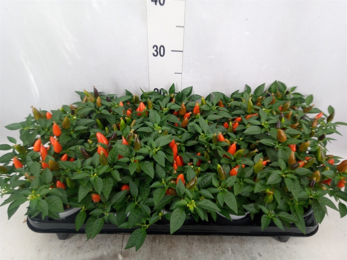 <h4>Capsicum annuum 'Favorit Orange'</h4>