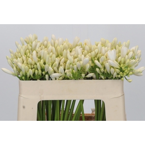 Agapanthus Gletsjer