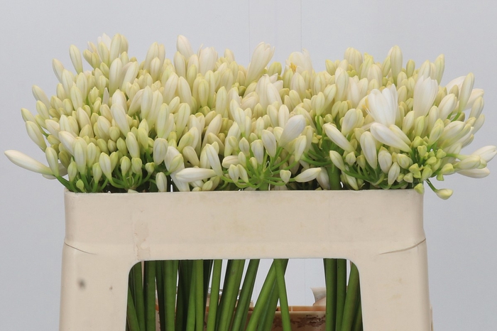 <h4>Agapanthus Gletsjer</h4>
