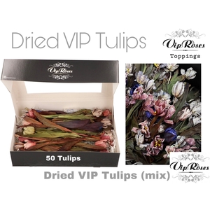 DRIED VIP TULIPS MIX