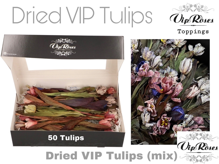 DRIED VIP TULIPS MIX