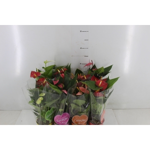 ANTHURIUM VARIADO P09