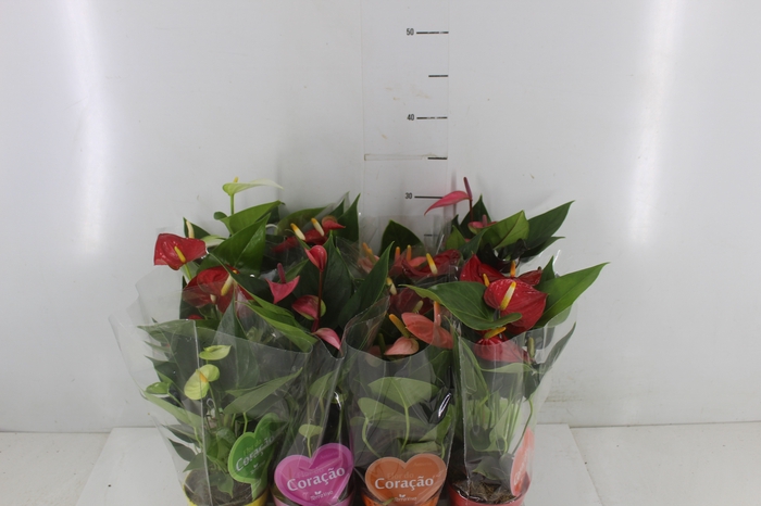 ANTHURIUM VARIADO P09