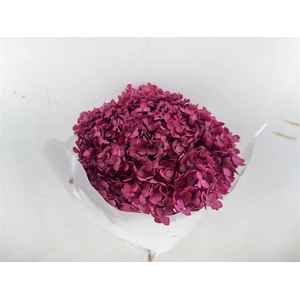 Pres Hydrangea Cerise 25-30 Cm Bunch