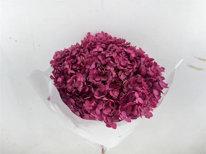 <h4>Pres Hydrangea Cerise 25-30 Cm Bunch</h4>