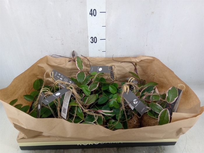 <h4>Hoya wayetii</h4>